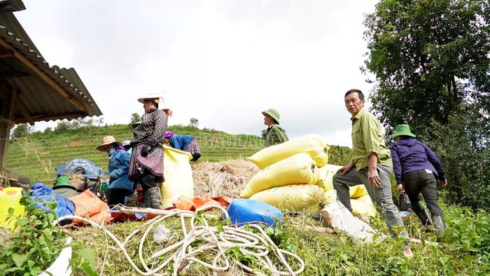 Mặc dù lớn tuổi nhưng ông Ly vẫn tham gia lao động.