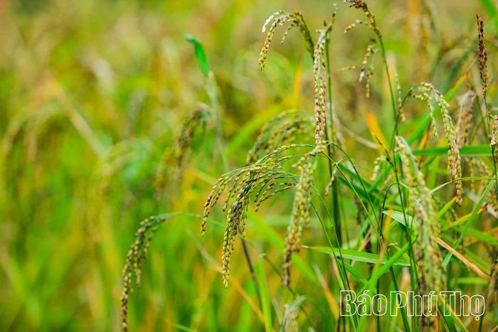 Bông lúa chín vàng chờ ngày thu hoạch