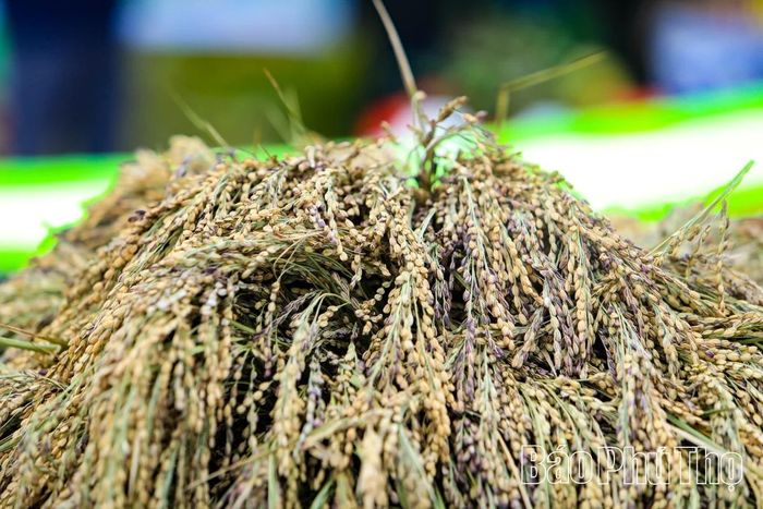 Trĩu hạt mùa vàng bội thu