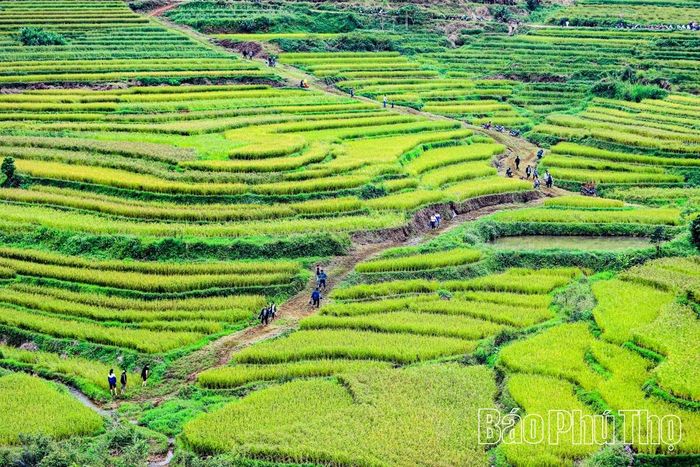 Những thửa ruộng bậc thang vàng óng mùa lúa chín