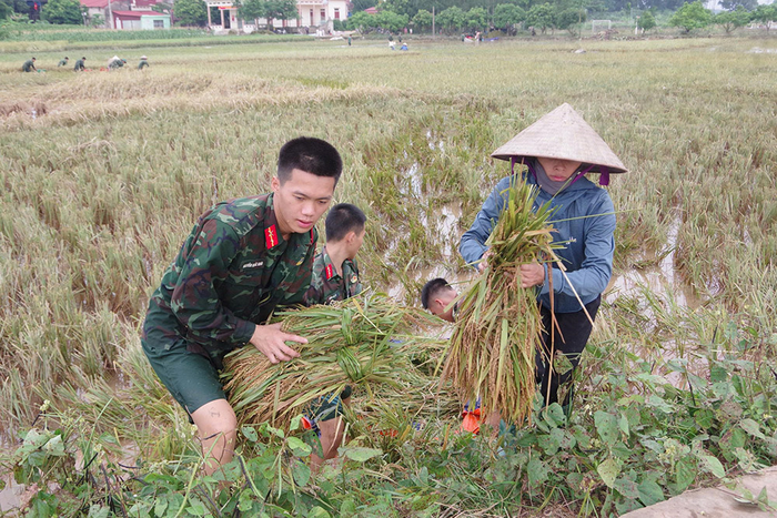 Bộ đội Trung đoàn 2, Sư đoàn 3, Quân khu 1 giúp người dân xã Tiên Lục, tỉnh Bắc Ninh gặt lúa.