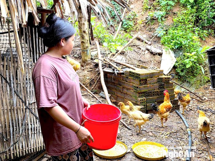 Chị Lương Thị Ói chăm sóc đàn gà. Ảnh: Hoài Thu