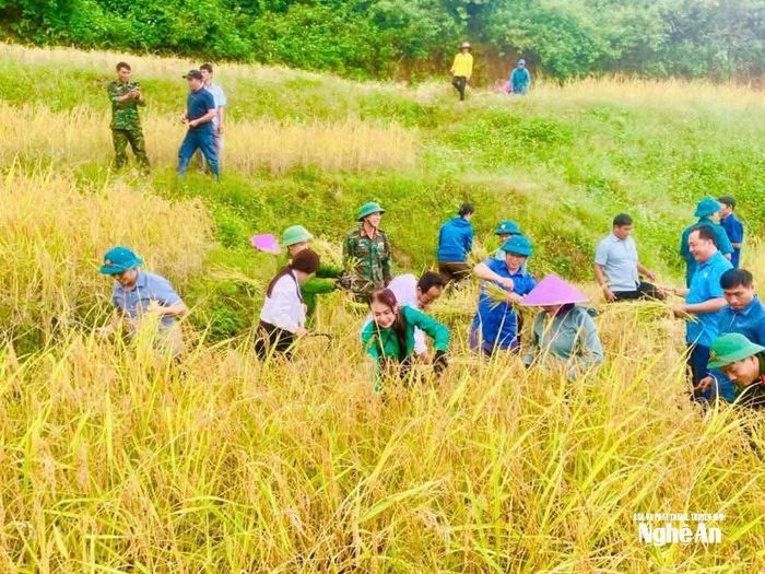 Được mùa lúa vụ thu 2025 ở Mường Típ. Ảnh CSCC