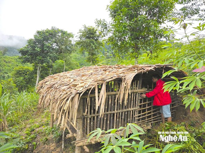Anh Vi Văn Diện kết hợp chăn nuôi và trồng trọt trên sườn đồi từ nguồn vốn hỗ trợ của Chương trình Mục tiêu quốc gia. Ảnh: Hoài Thu