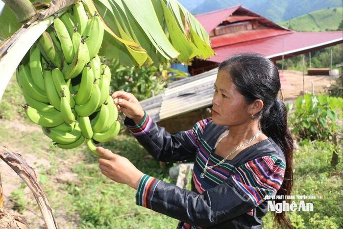 Cô dâu gốc Lào Lương Thị Xôm bản Kèo Cơn xã Keng Đu chăm lo lao động sản xuất. Ảnh: K.L
