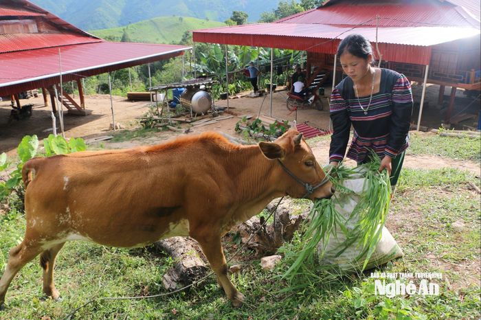 Cô dâu gốc Lào Lương Thị Xốm có cuộc sống ổn định, hạnh phúc tại bản Kèo Cơn xã Keng Đu. Ảnh: K.L