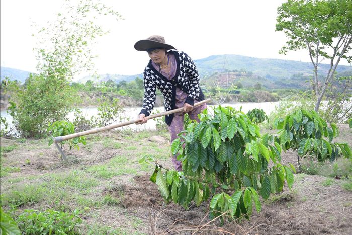 Bà H’Trong, xã Quảng Phú lo ngại mất đất, không biết làm gì để kiếm sống