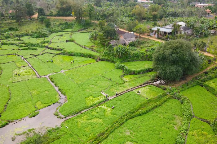 Tại các khu vực có giếng cổ, người dân trồng rau xà lách soong, cung cấp rau sạch ra thị trường trong tỉnh.