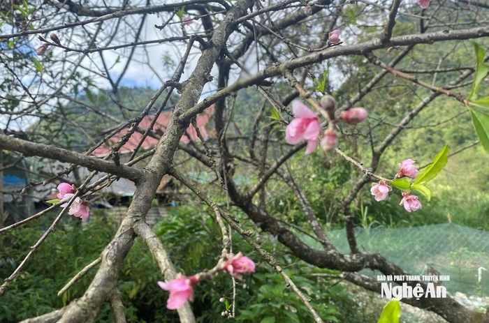 Theo ông Phạm Văn Hòa – Chủ tịch UBND xã Mường Lống, toàn xã hiện có hơn 76 ha trồng đào và mơ, tập trung chủ yếu ở bản Mường Lống 1 và Mường Lống 2. Năm nay, hoa đào nở sớm và rực rỡ, thu hút lượng lớn du khách tham quan. Trong ảnh: Những búp đào hé nở, điểm sắc hồng giữa tiết trời trong veo của Mường Lống, khiến cảnh vật thêm phần quyến rũ. Ảnh: Văn Trường.
