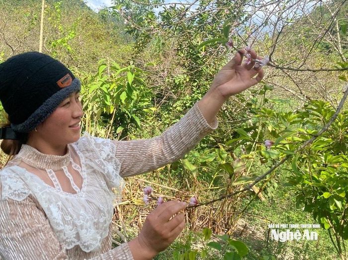 Phụ nữ Mông ở Mường Lống tạo dáng bên những cành đào. Ảnh: Văn Trường