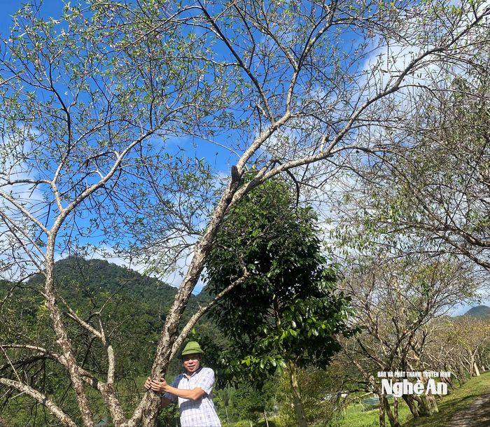 Nhiều du khách thích thú checkin trước hoa đào rực nở, tận hưởng không gian thơ mộng của Mường Lống. Ảnh: Văn Trường