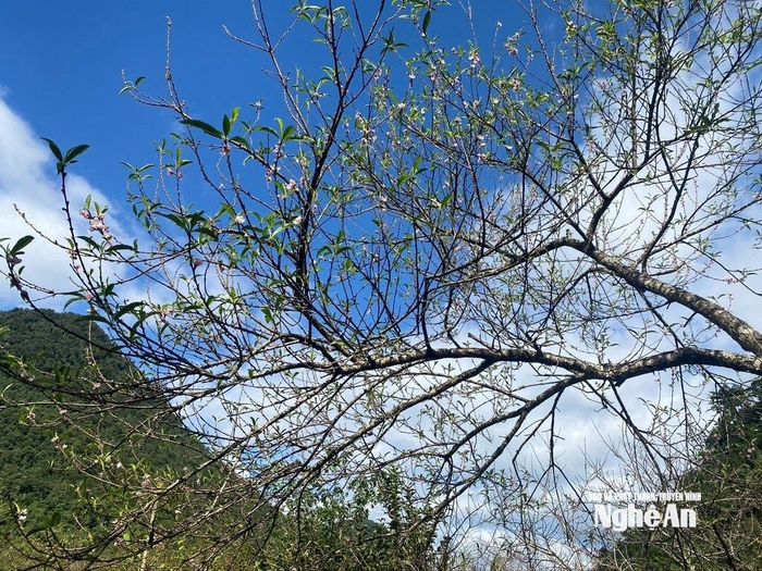 Hoa đào ở Mường Lống nở rộ đầu Đông, tạo nên cảnh sắc rực rỡ và đầy sức sống giữa núi rừng. Ảnh: Văn Trường
