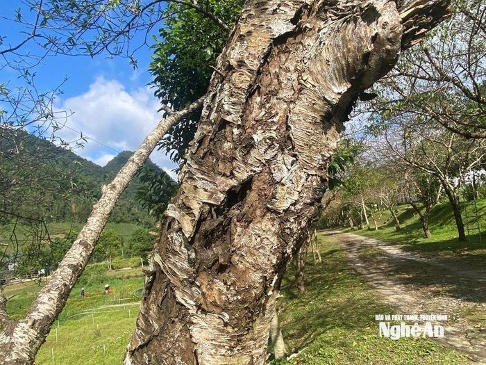 Những cây đào đá với thân xù xì, rêu phong cổ kính, minh chứng cho sức sống bền bỉ giữa núi rừng Mường Lống. Ảnh: Văn Trường