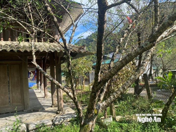 Tại xã Mường Lống, hầu như nhà nào cũng trồng đào đá xung quanh, tạo nên khung cảnh nên thơ. Ảnh: Văn Trường