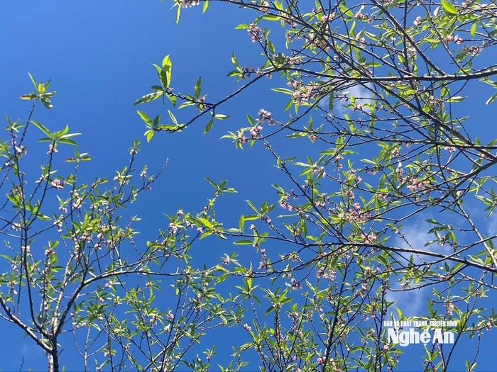 Hoa đào Mường Lống khoe sắc giữa nền trời xanh biếc, tạo nên bức tranh thiên nhiên rực rỡ và thanh bình. Ảnh: Văn Trường
