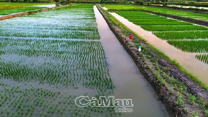 Tuân thủ đúng lịch mùa vụ sẽ giúp vụ mùa đạt năng suất cao hơn, hạn chế sâu bệnh.