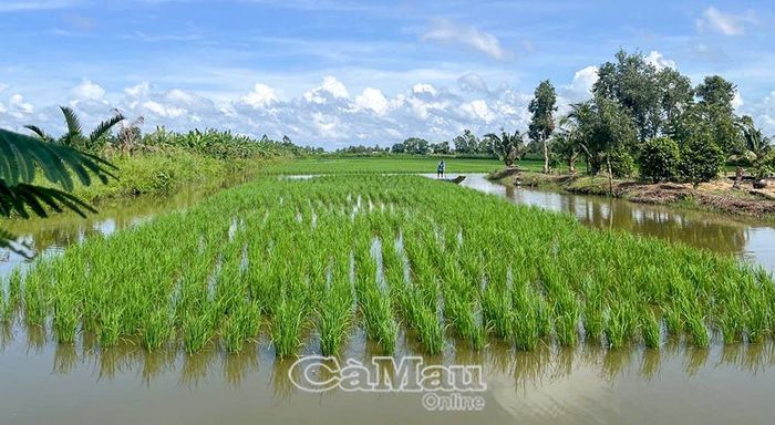 Mùa vụ năm nay bà con phấn khởi vì diện tích xuống lúa không bị hư hại như những năm trước.