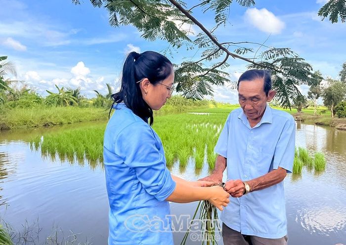 Với hình thức thảy mạ, rễ không bám sâu, kháng mặn cao.