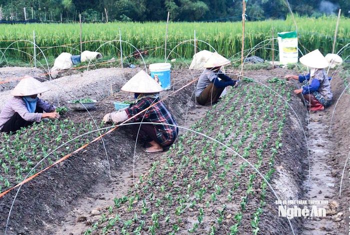 Nhiều nhà vườn đã xuống giống các loại cúc dài ngày. Ảnh: T.P