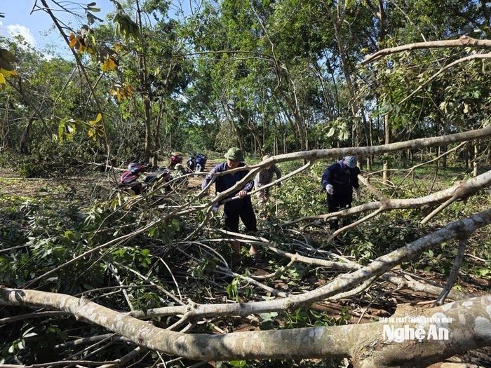 Lãnh đạo Công ty TNHH MTV Cà phê - Cao su Nghệ An kiểm tra hiện trường cao su đổ gãy chưa thanh lý. Ảnh: Văn Trường