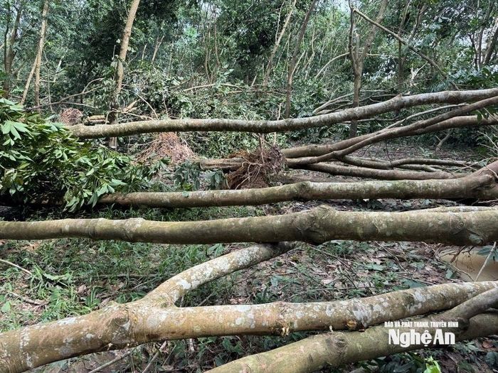Nhiều diện tích cao su ở phường Tây Hiếu bị đổ gãy, đến nay chưa thể thanh lý. Ảnh: Văn Trường