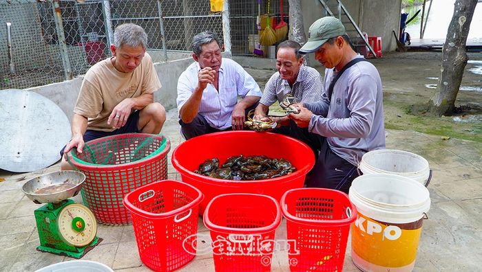 Mô hình nuôi cua nước tĩnh đạt hiệu quả cao.