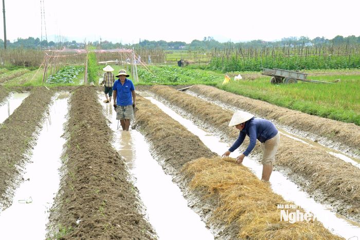 Nông dân xã Đại Huệ sản xuất vụ Đông. Ảnh: Xuân Hoàng