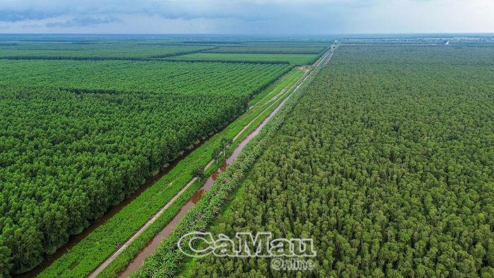 Những cánh rừng keo bạt ngàn ở xã Khánh Lâm mang lại cuộc sống ấm no cho người dân.