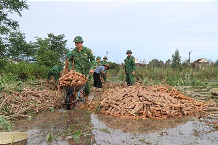 Các chiến sĩ Bộ đội biên phòng Đồn biên phòng Đức Minh, tỉnh Quảng Ngãi giúp người dân thu hoạch củ mì bị ngập sâu do nước lũ. Ảnh: Phạm Cường/TTXVN