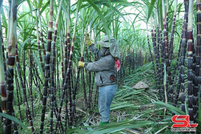 Nhân dân bản Cỏ, xã Chiềng Khương chăm sóc mía tím.
