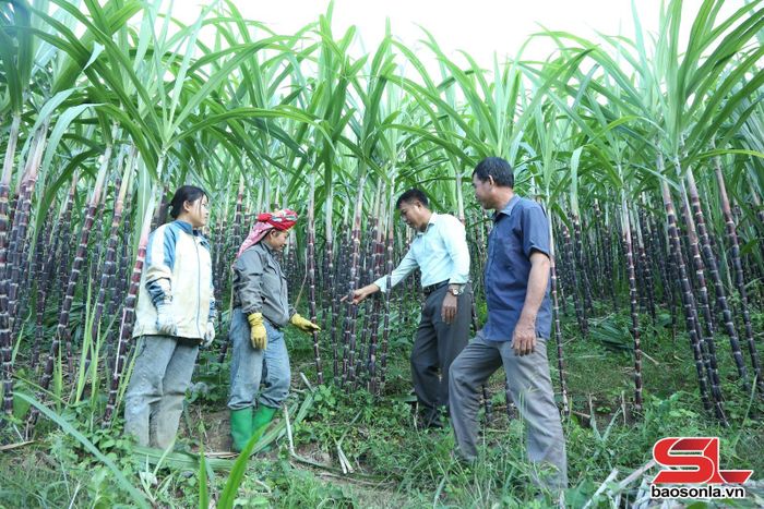 Cán bộ Phòng Kinh tế hạ tầng xã Chiềng Khương hướng dẫn nông dân kỹ thuật chăm sóc mía tím.