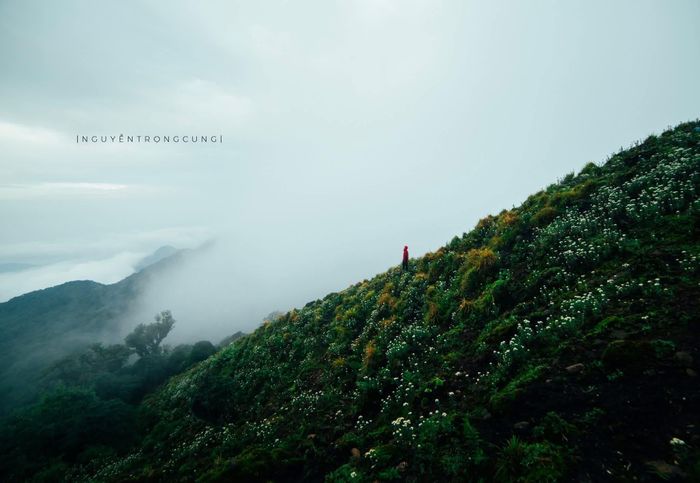 Ẩn mình ở độ cao 2.756m trên dãy Hoàng Liên Sơn, giữa vùng núi Tà Xùa (Bắc Yên, Sơn La), rừng Samu là một trong những khu rừng nguyên sinh còn giữ được vẻ hoang sơ bậc nhất Tây Bắc. Ảnh: Nguyễn Trọng Cung