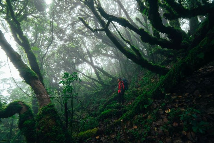 Thời điểm lý tưởng nhất để đến khám phá rừng Samu là từ khoảng tháng 10 đến tháng 4 năm sau – khi tiết trời khô, sương mù thường bao phủ lối đi và biển mây xuất hiện trên sườn núi, tạo nên khung cảnh huyền ảo như trong tranh. Ảnh: Nguyễn Trọng Cung