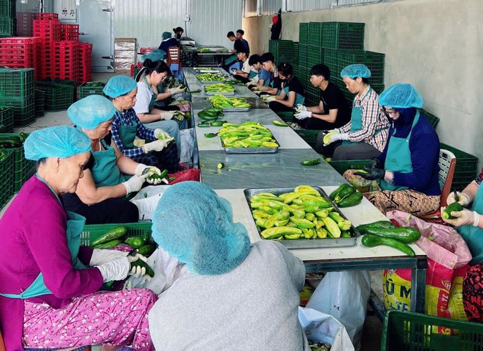 Kho cấp đông của chị Nguyễn Thị Trang ở xã Phúc Thọ Lâm Hà