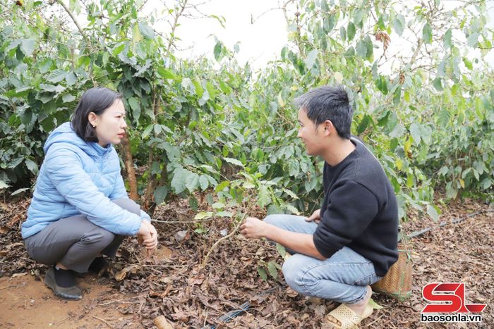 Cán bộ Trung tâm Kỹ thuật nông nghiệp tỉnh hướng dẫn kỹ thuật chăm sóc cà phê chất lượng cao với thành viên HTX Cà phê Bích Thao.