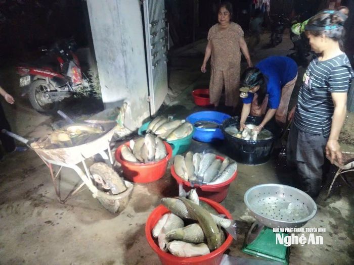 Sau khi gần 2 tấn cá chết, Ban Quản lý bản Cánh Tráp đã phải thức trắng đêm, giúp đỡ người dân kịp bán với giá rẻ. Ảnh: M.H