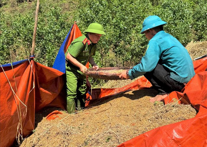 Sau khi tách hạt, lúa được sàng qua bằng nia để làm sạch. Ảnh: LÊ LINH