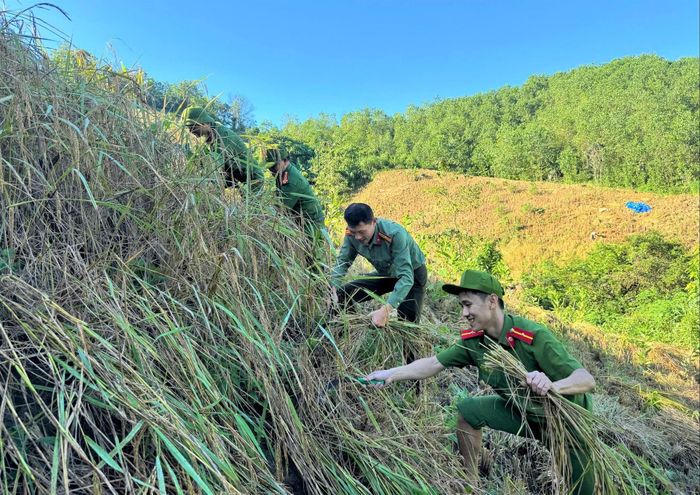 Hàng chục cán bộ, chiến sĩ Công an và lực lượng dân quân xã Đắc Pring giúp dân thu hoạch lúa rẫy. Ảnh: LÊ LINH
