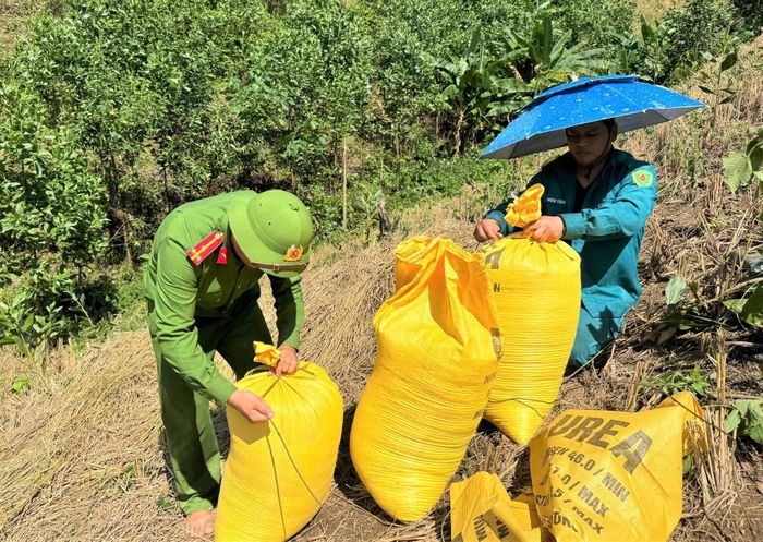 Những bao lúa được cột chặt trước khi mang về nhà bàn giao cho chủ hộ. Ảnh: LÊ LINH