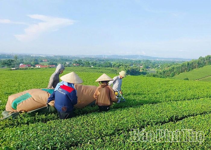 Người dân Tu Vũ phát triển mô hình trồng chè mang lại thu nhập cao.