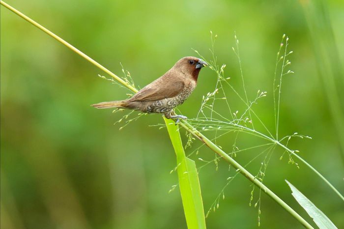 Chim Di đá (Scaly-breasted Munia) có phần thân trên màu nâu, mỏ rộng và tối màu, phần thân dưới nổi bật với vảy xếp màu da.