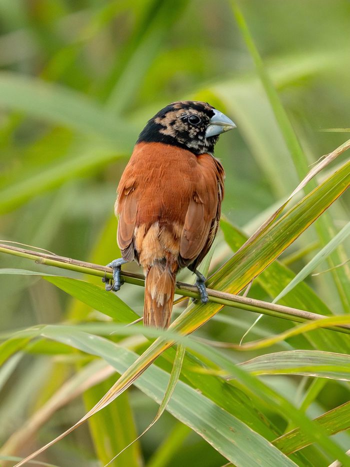 Chim Di đầu đen (Chestnut Munia) có chiều dài trung bình 11cm.