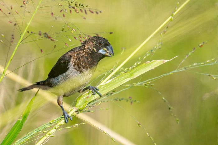 Với vóc dáng nhỏ bé, chim Di cam (White-rumped Munia) dễ dàng ẩn mình trong các bụi cỏ.