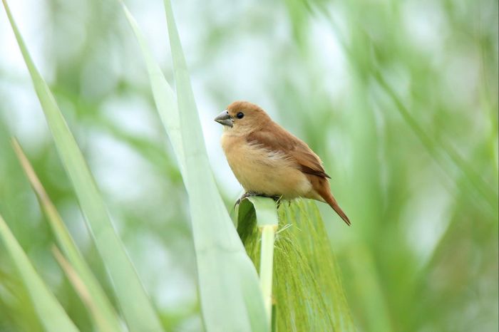 Màu sắc nổi bật của chim Di trong nền cỏ xanh.