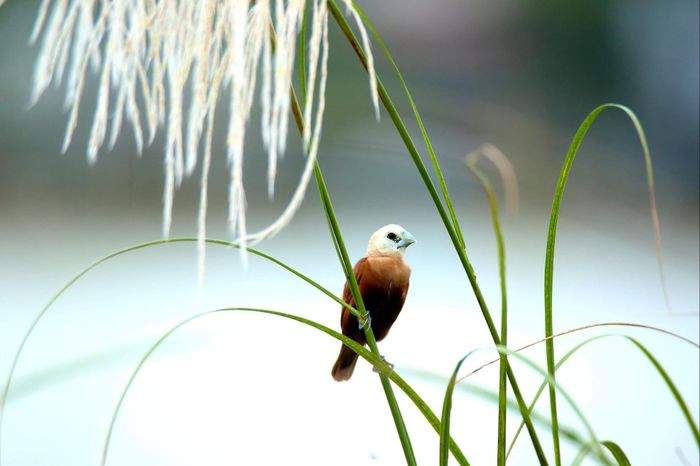 Các loài chim Di giúp kiểm soát côn trùng gây hại, đảm bảo cân bằng hệ sinh thái.