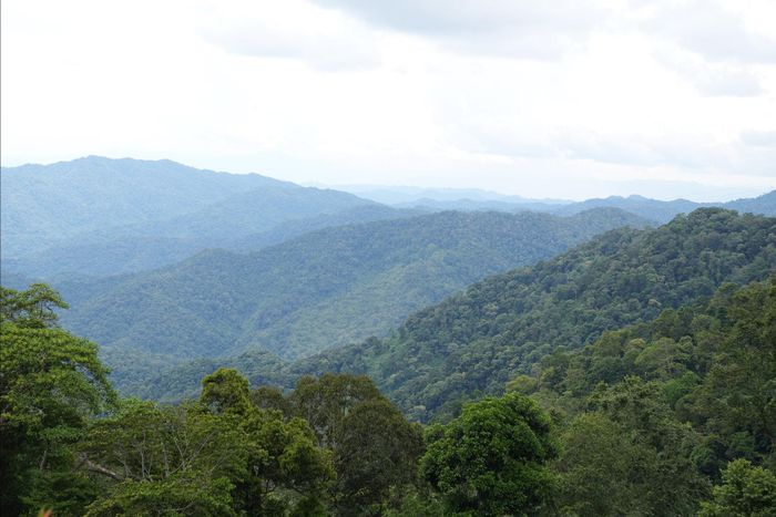 Với diện tích rừng gần 750.000ha, Đà Nẵng sẽ thu hàng trăm tỷ đồng từ tín chỉ carbon. Ảnh: HỒ QUÂN