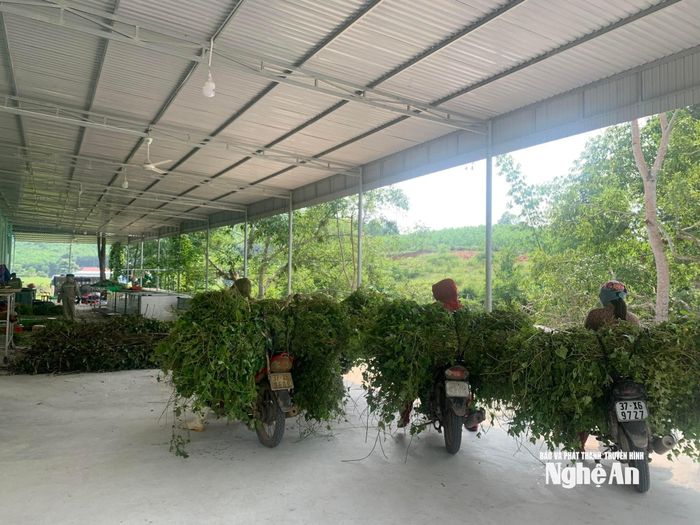 Người dân xã Tam Hợp thu hái nguyên liệu nhập cho nhà máy sản xuất, chế biến sản phẩm OCOP. Ảnh: T.P