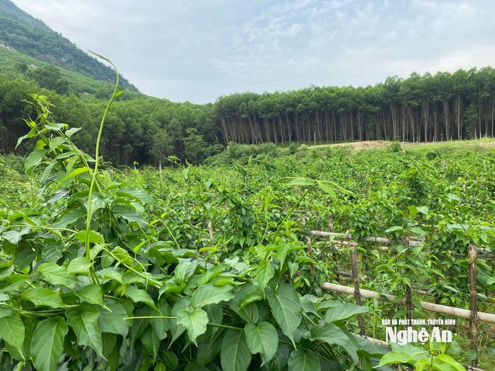 Vườn dây thìa canh xanh tốt ở Tam Hợp mở hướng sinh kế mới cho người dân địa phương. Ảnh: T.P