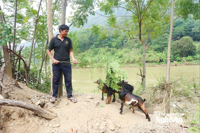 Chăn nuôi dê thịt ở xã Mường Xén. Ảnh: T.P
