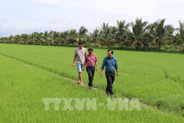Diện tích trồng lúa tham gia Đề án 1 triệu ha lúa của Hợp tác xã nông nghiệp Thành Đạt, xã Tân An, vụ Thu Đông 2025. Ảnh: Thanh Hòa- TTXVN